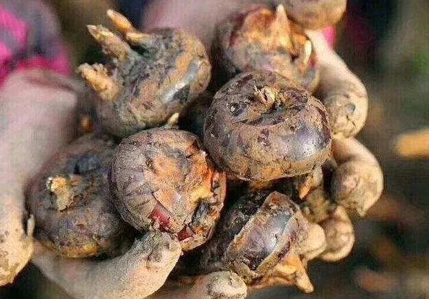 冬天吃什么水果好有益身体健康,冬天是吃这5种水果的黄金期