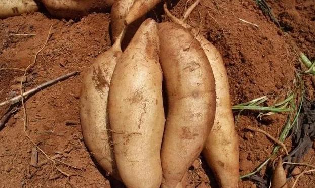 冬天吃什么水果好有益身体健康,冬天是吃这5种水果的黄金期