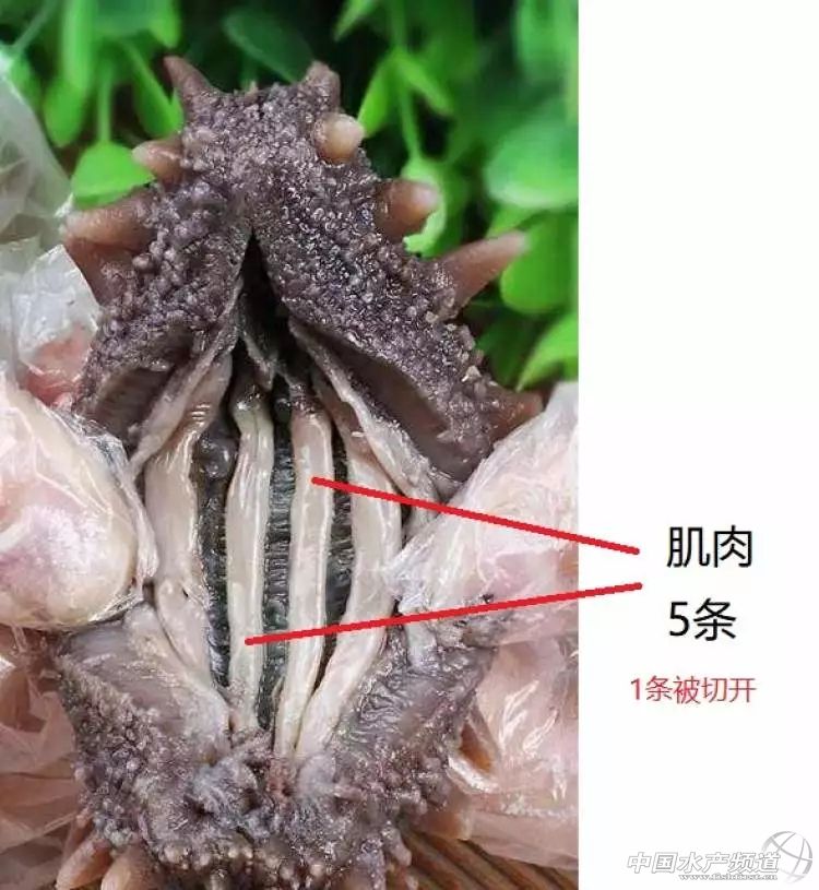 购买海参不要贪图便宜,购买40元一斤即食海参的注意事项