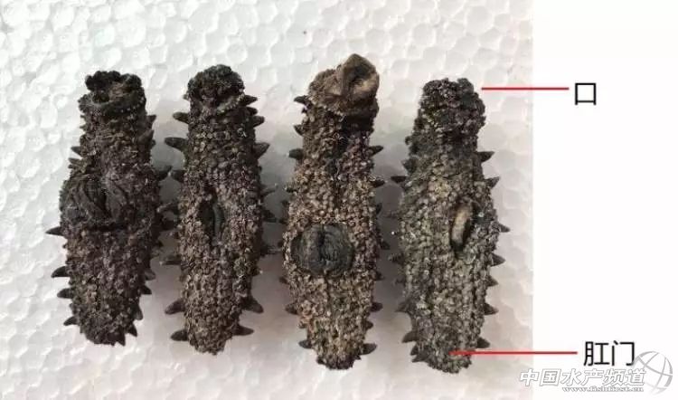 购买海参不要贪图便宜,购买40元一斤即食海参的注意事项