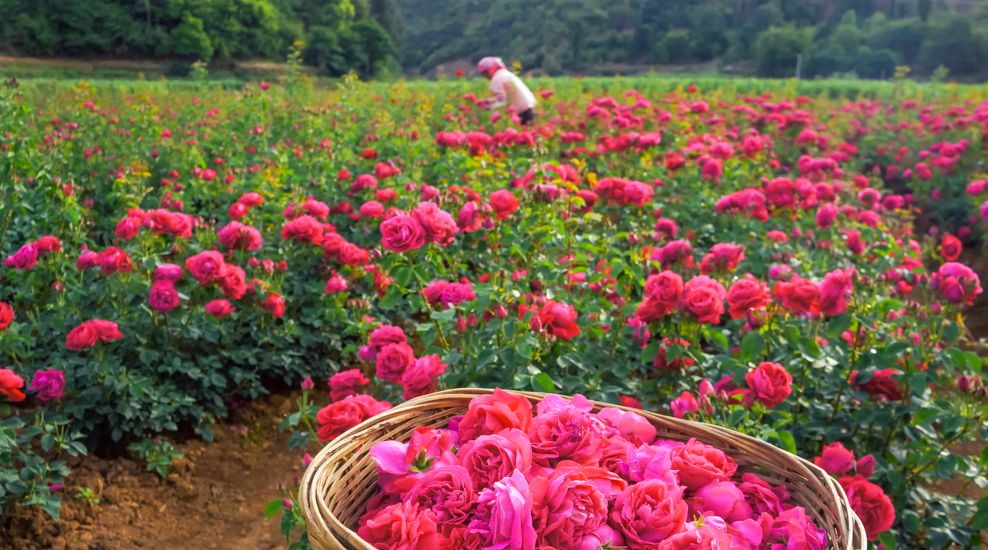 潮玩灵感微醺一夏沁凉开启,潮玩游玩攻略