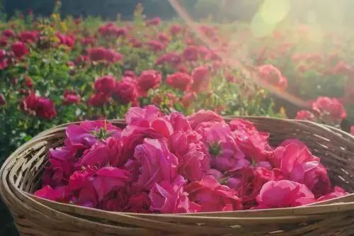 潮玩灵感微醺一夏沁凉开启,潮玩游玩攻略