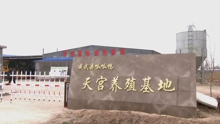 生态养鸭促振兴,发展蛋鸭产业推进乡村振兴