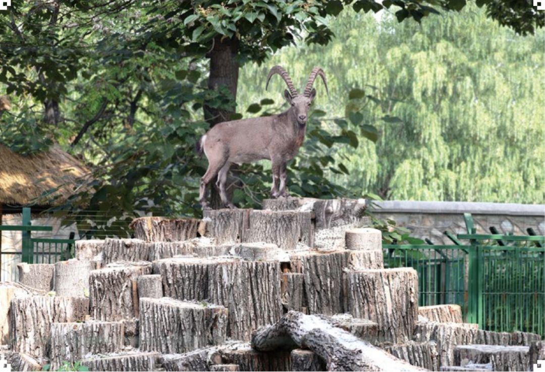 京张高铁一日游攻略,京张高铁沿线旅游资源