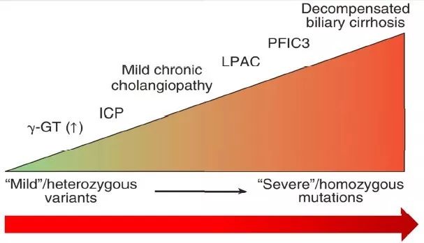 肝功能检查中ggt和alp是什么指标,ggt升高而alp正常提示什么