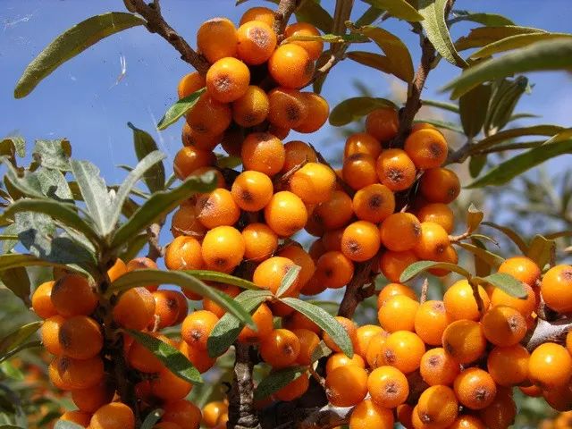 最有发展前景的第三代水果,三农水果发展趋势