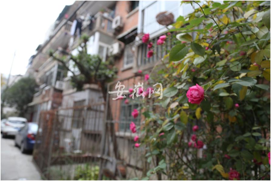 庐阳在首善路上新老合肥“双城记”：红星路上的那些故事总会令人莫名地陶醉