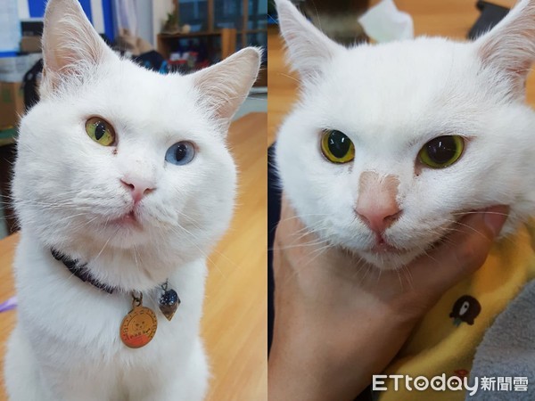 猫咪得了胰腺炎并伴有黄疸,猫咪胰腺炎若出现黄疸说明什么