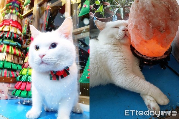 猫咪得了胰腺炎并伴有黄疸,猫咪胰腺炎若出现黄疸说明什么