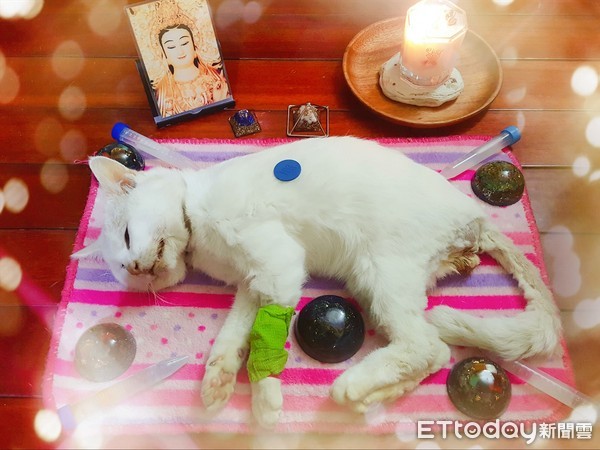 猫咪得了胰腺炎并伴有黄疸,猫咪胰腺炎若出现黄疸说明什么