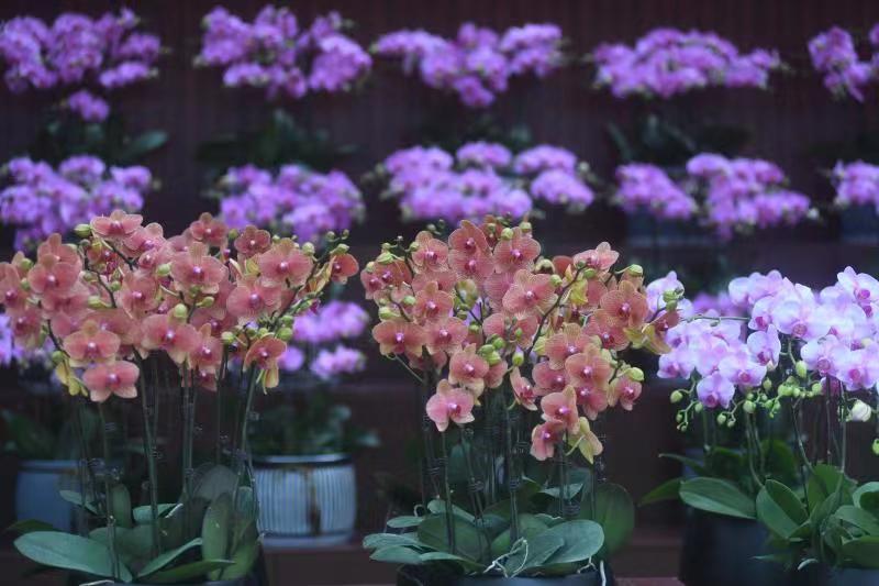 3000多株兰花绽放迎新春,国内最大的兰花展厅