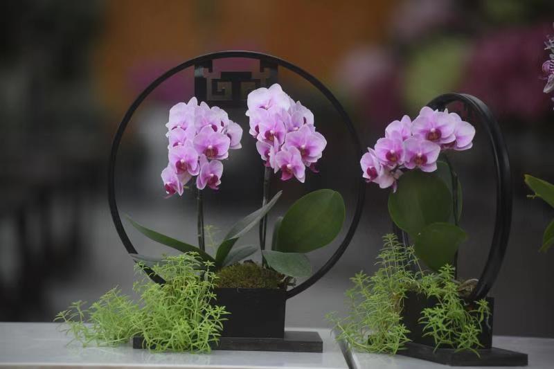 3000多株兰花绽放迎新春,国内最大的兰花展厅