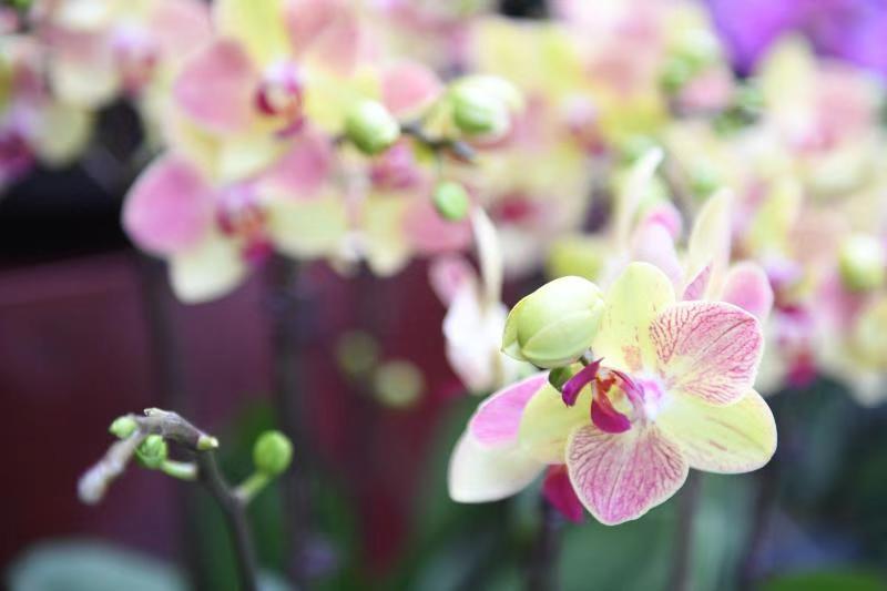 3000多株兰花绽放迎新春,国内最大的兰花展厅