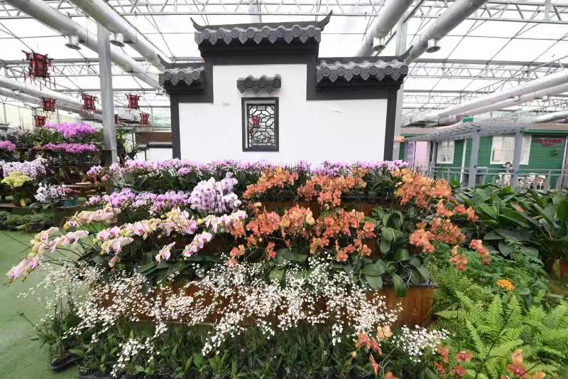 3000多株兰花绽放迎新春,国内最大的兰花展厅