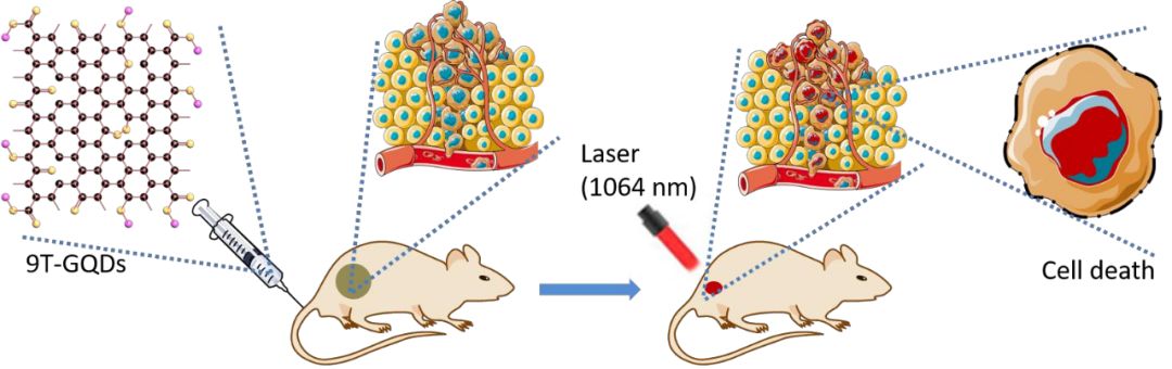 陈乾旺/王辉/聂蓉蓉Biomaterials：石墨烯量子点用于成像指导的近红外II区光热治疗