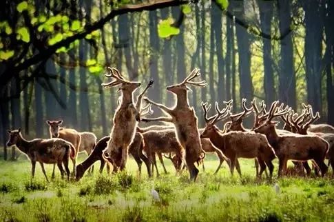 国内口碑NO.1，续订率超过90%的幼儿刊物《东方娃娃》来了！火速抢