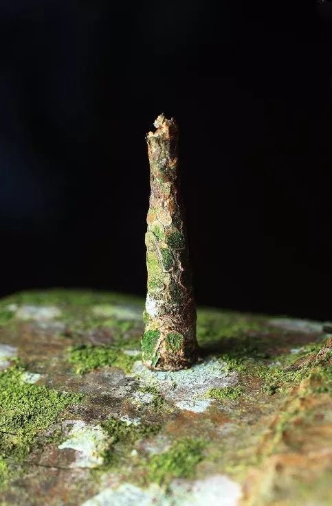 国内口碑NO.1，续订率超过90%的幼儿刊物《东方娃娃》来了！火速抢