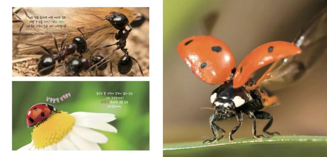 国内口碑NO.1，续订率超过90%的幼儿刊物《东方娃娃》来了！火速抢