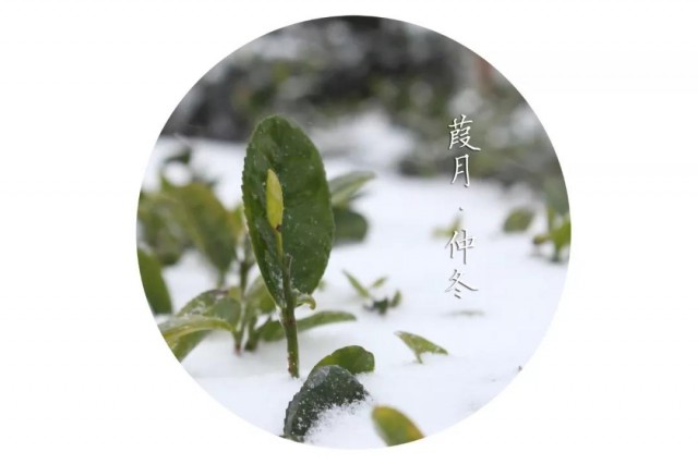 日照古风茶,最风雅的日照茶