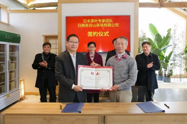 日照古风茶,最风雅的日照茶