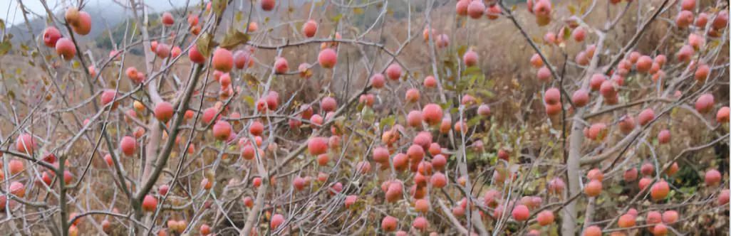 泸定县现代农业,泸定新商机
