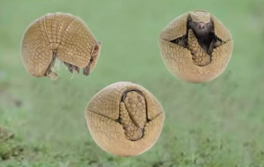 巴西世界杯吉祥物犰狳,巴西吉祥物世界杯