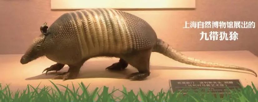 巴西世界杯吉祥物犰狳,巴西吉祥物世界杯