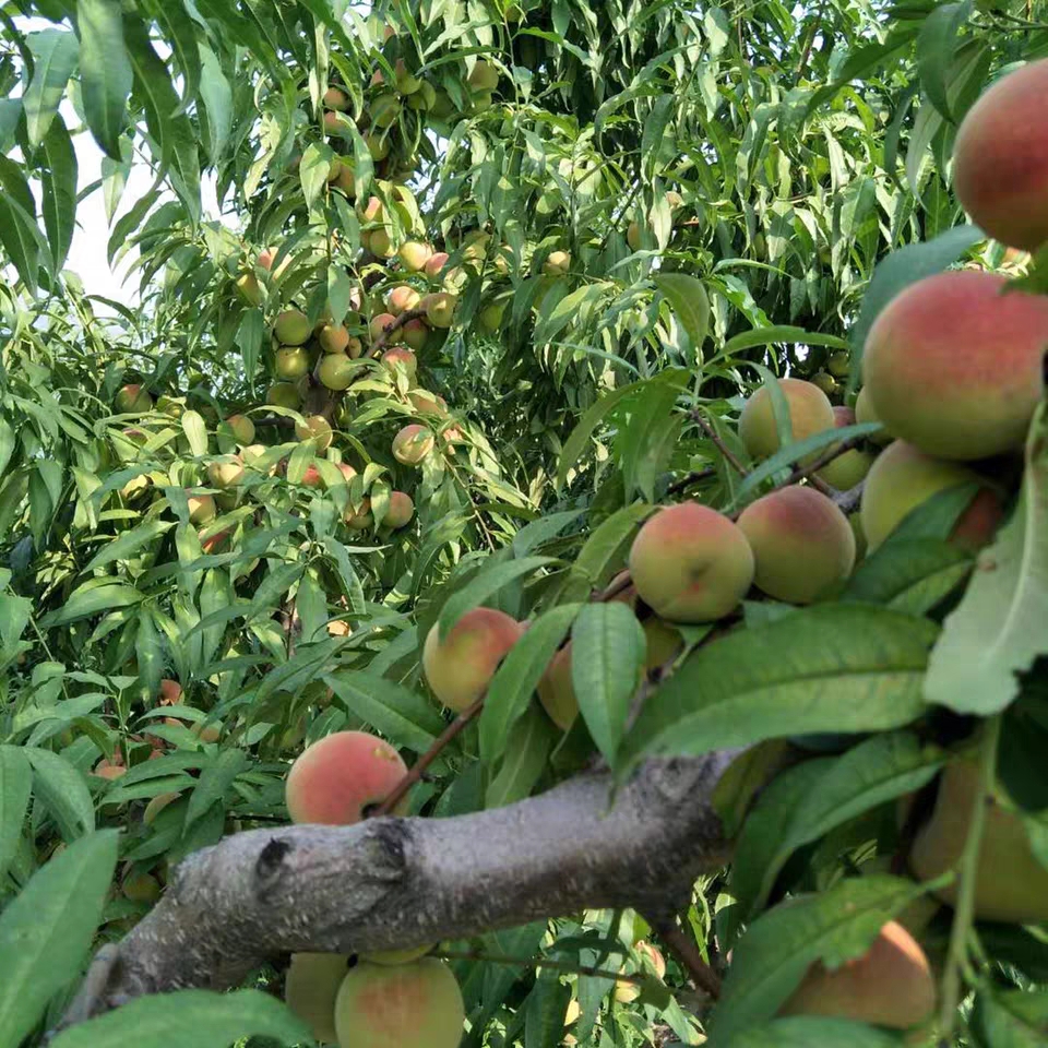 什么水果干果降血压效果最好最快,哪种水果有降血压的功效蚂蚁庄园