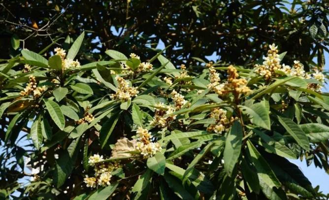 南京小众村庄,南京最低调又好玩的地方