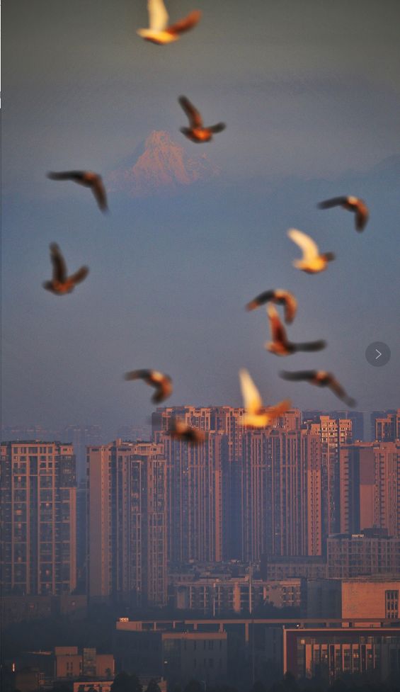 成都是什么,成都年轻人都是什么工作