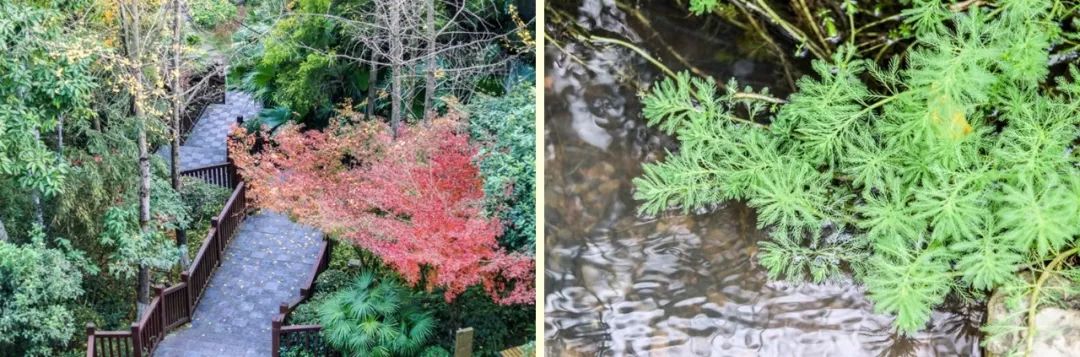 山水环抱、私汤入户|是时候造访全球首家悦榕庄温泉度假村了