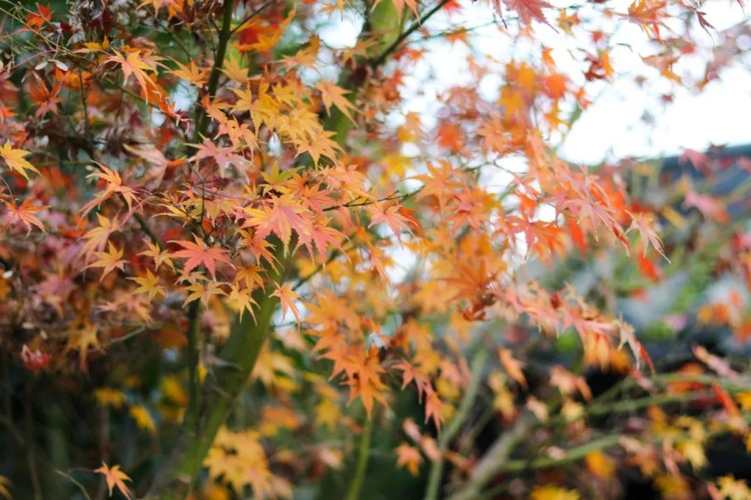 山水环抱、私汤入户|是时候造访全球首家悦榕庄温泉度假村了