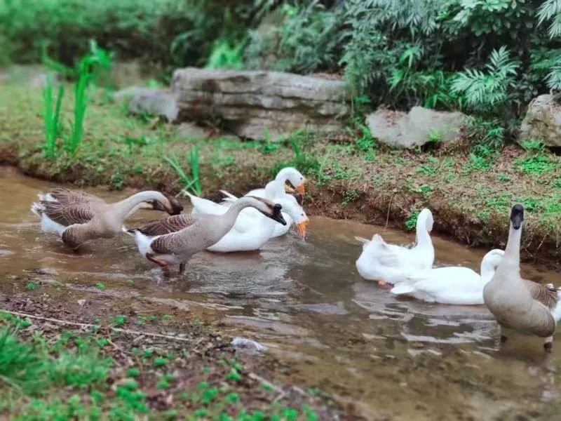 山水环抱、私汤入户|是时候造访全球首家悦榕庄温泉度假村了