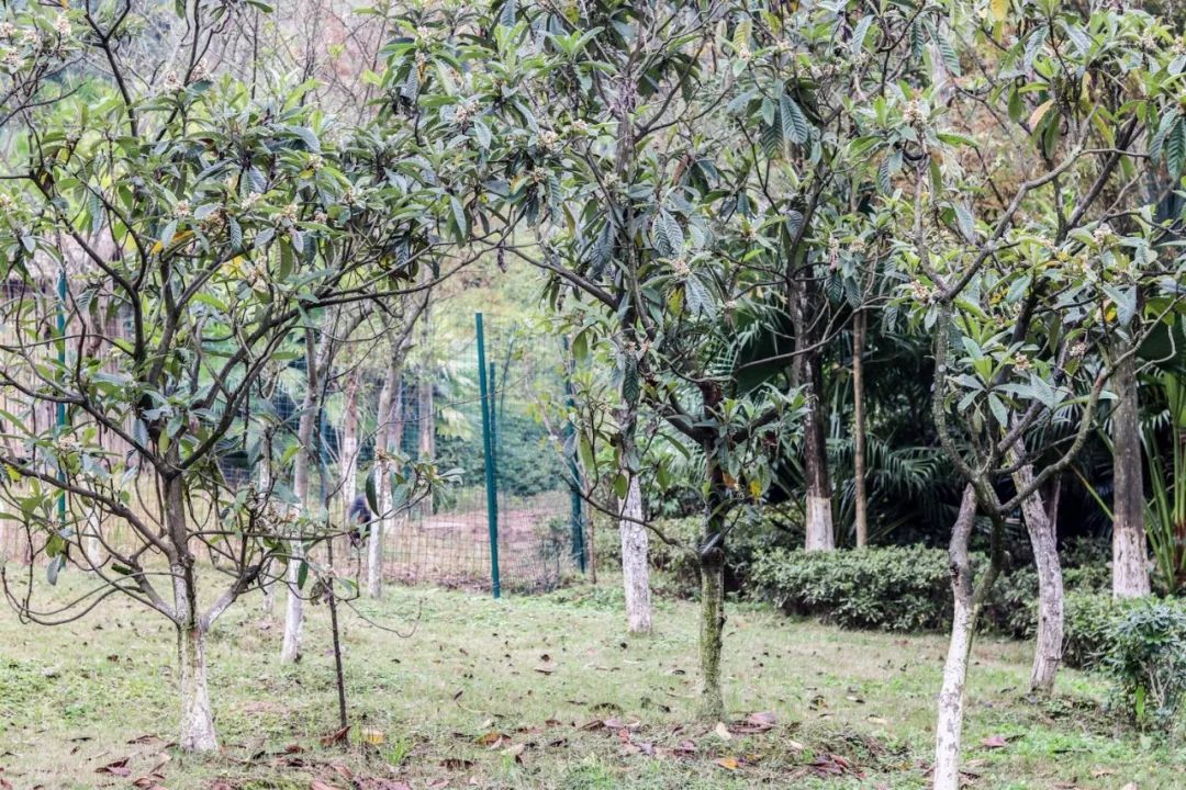 山水环抱、私汤入户|是时候造访全球首家悦榕庄温泉度假村了