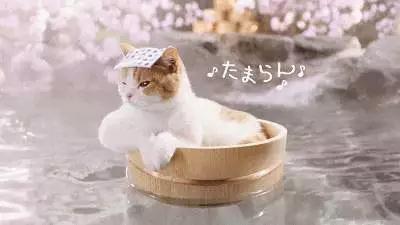 陈伟霆钟楚曦一见钟情,钟楚曦陈伟霆cp动图