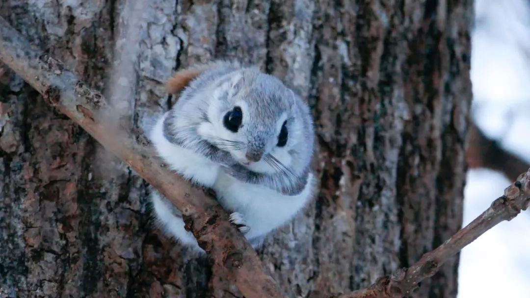 北海道为什么会成为日本的福地,北海道为啥叫北海道