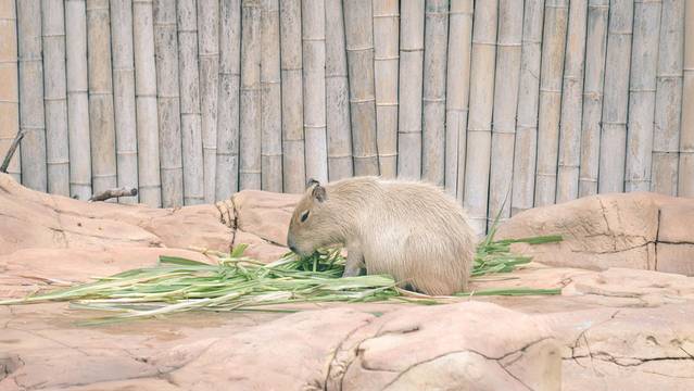 长隆海洋王国海牛馆探秘,珠海长隆海洋王国海底夜宿