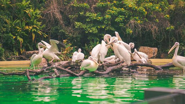 长隆海洋王国海牛馆探秘,珠海长隆海洋王国海底夜宿