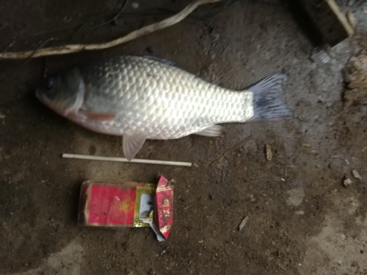 2.7米综合竿钓黑坑可以嘛,2.7变调竿