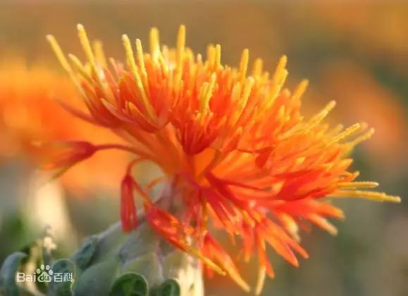 红花西红花,红花藏红花傻傻分不清楚