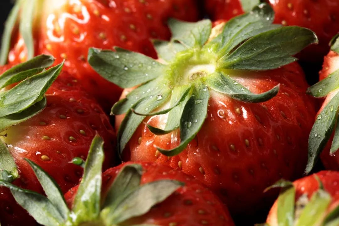 涓逛笢绾㈤鑽夎帗浜у湴鍦ㄥ摢,涓逛笢绾㈤鑽夎帗澶ф灉浠锋牸琛屾儏