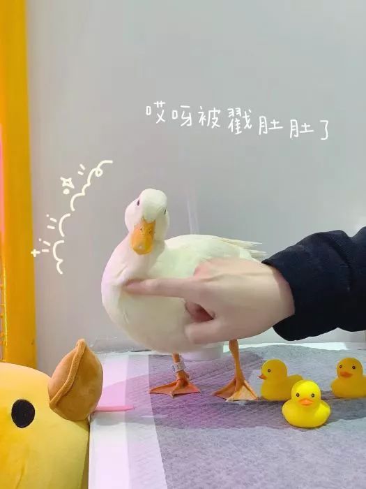 吸猫撸狗遛羊驼,吸狗撸猫遛羊驼