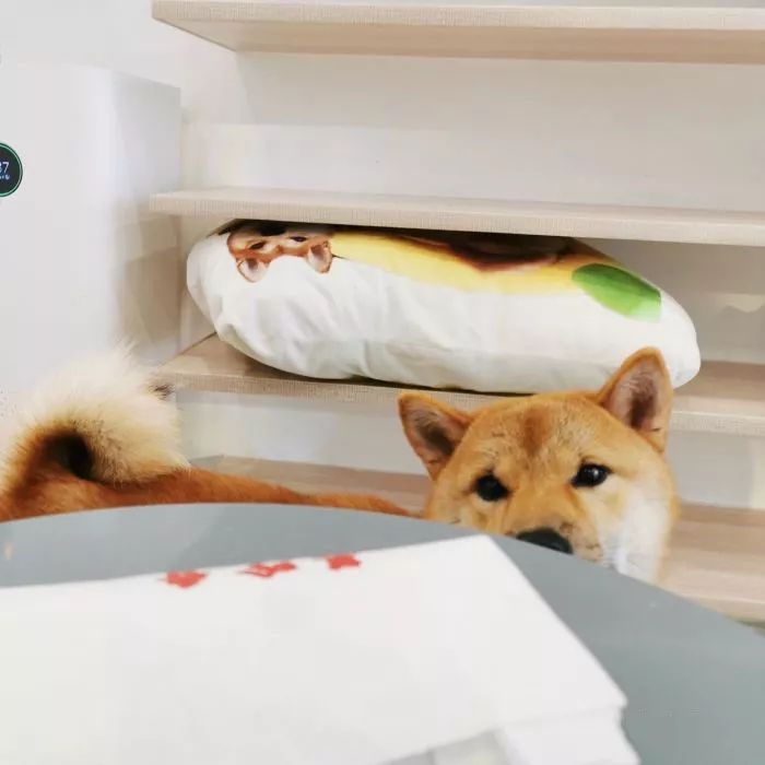 吸猫撸狗遛羊驼,吸狗撸猫遛羊驼