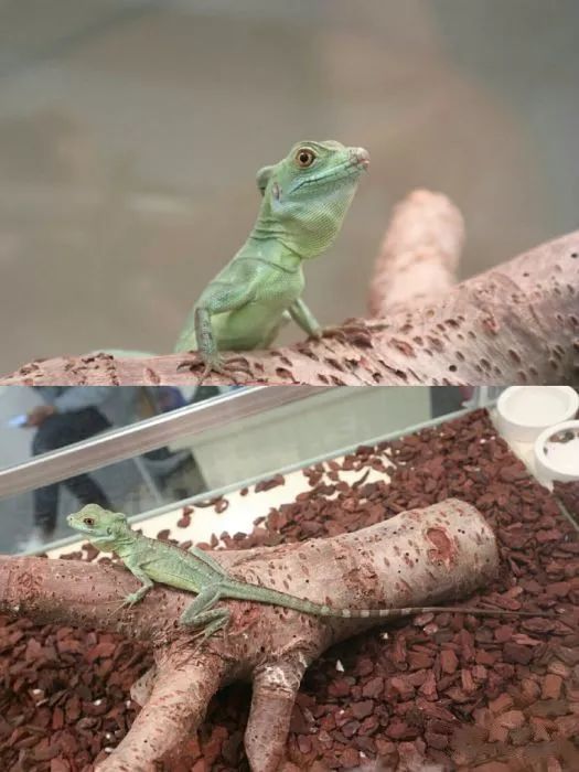 吸猫撸狗遛羊驼,吸狗撸猫遛羊驼