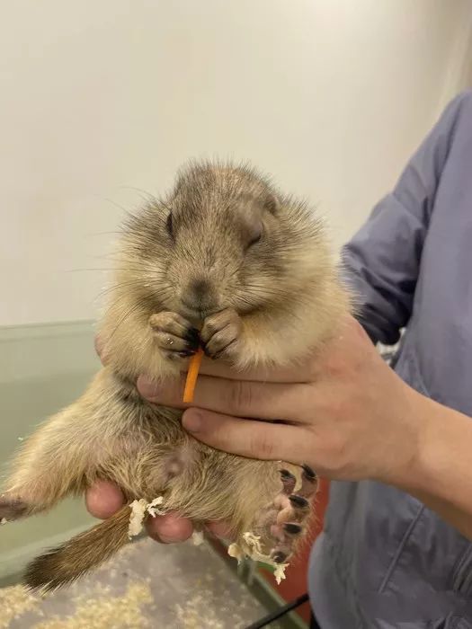 吸猫撸狗遛羊驼,吸狗撸猫遛羊驼