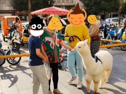 吸猫撸狗遛羊驼,吸狗撸猫遛羊驼