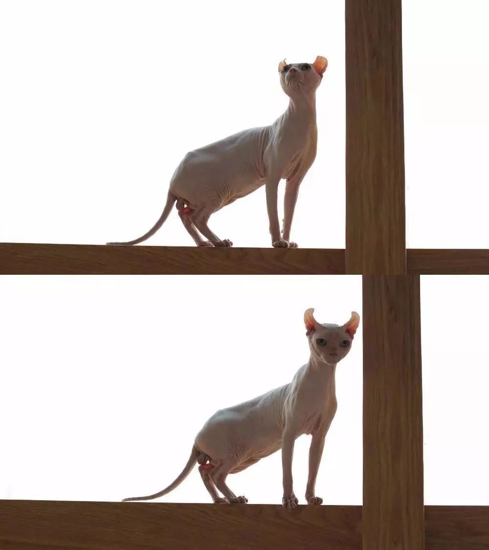 吸猫撸狗遛羊驼,吸狗撸猫遛羊驼