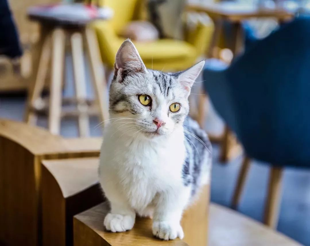 吸猫撸狗遛羊驼,吸狗撸猫遛羊驼