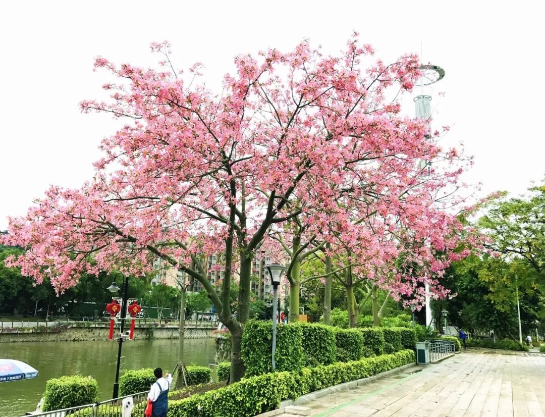 快来打卡春天,快来打卡美景