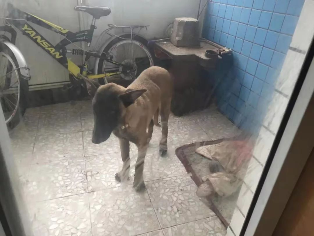 网络问政|小区屋顶建场养烈性犬,乌当区创新派出所:限7日内处理